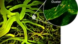 Gehirn Schallwellen ETH Zürich Medikamente Ultraschall