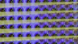 UC San Diego Mikrodisplay LED Gehirn-OP Operation Neurochirurgie Hirnkartierung Tumor Resektion Epilepsie