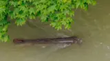 Ein Blick von oben auf den Energyfish im Auer Mühlbach in München im April vergangenen Jahres.