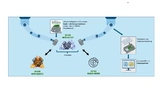 Schematischer Aufbau eines Embedded-KI-Ultraschall-Sensorik-Systems für den Kalt- und Heißtest bei der Motorenproduktion sowie Brems- und anderweitige Tests.