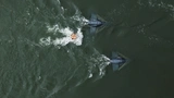 Zwei Energyfishes tummeln sich in den Wogen des Rheins.